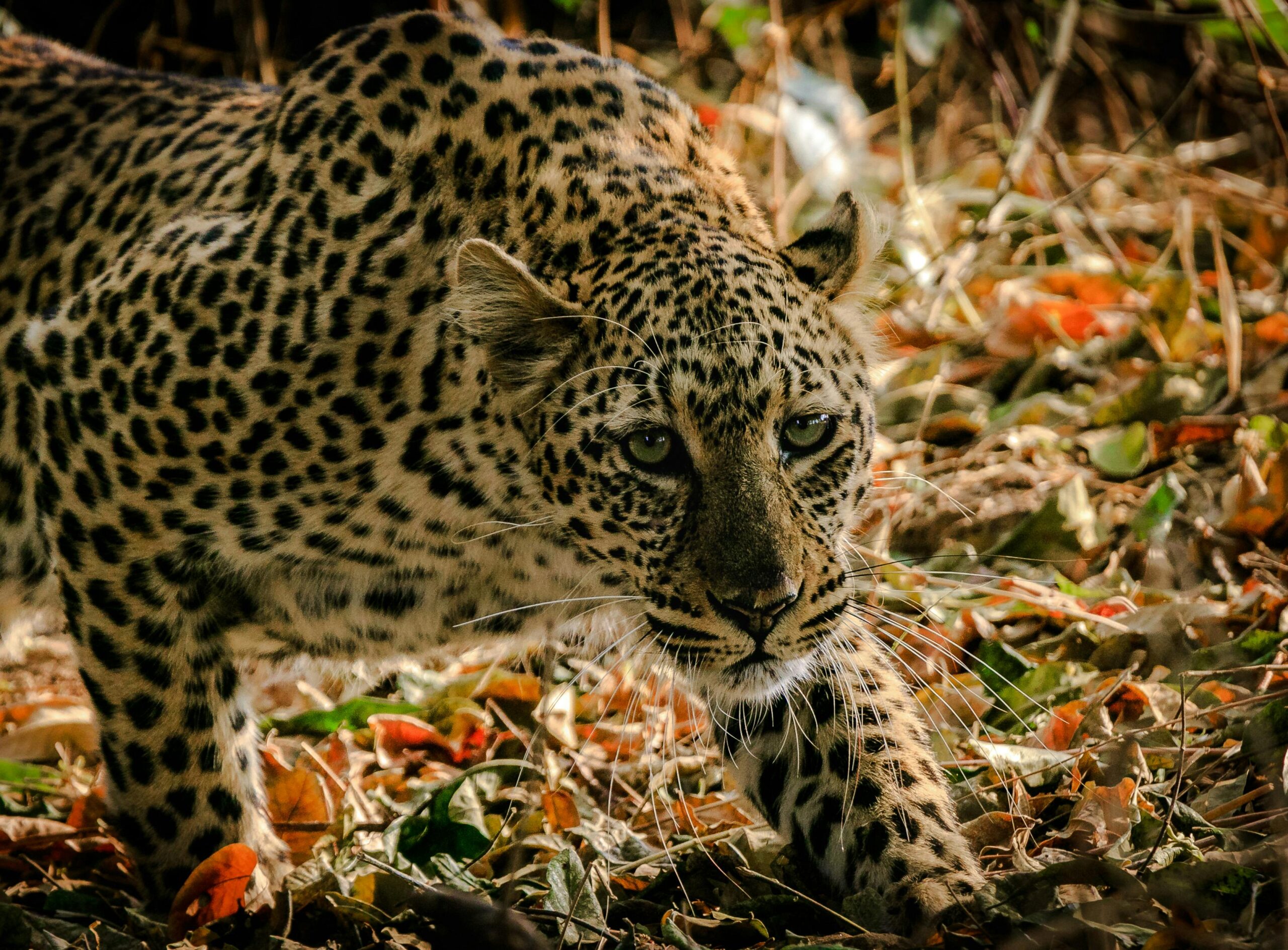 Zambia